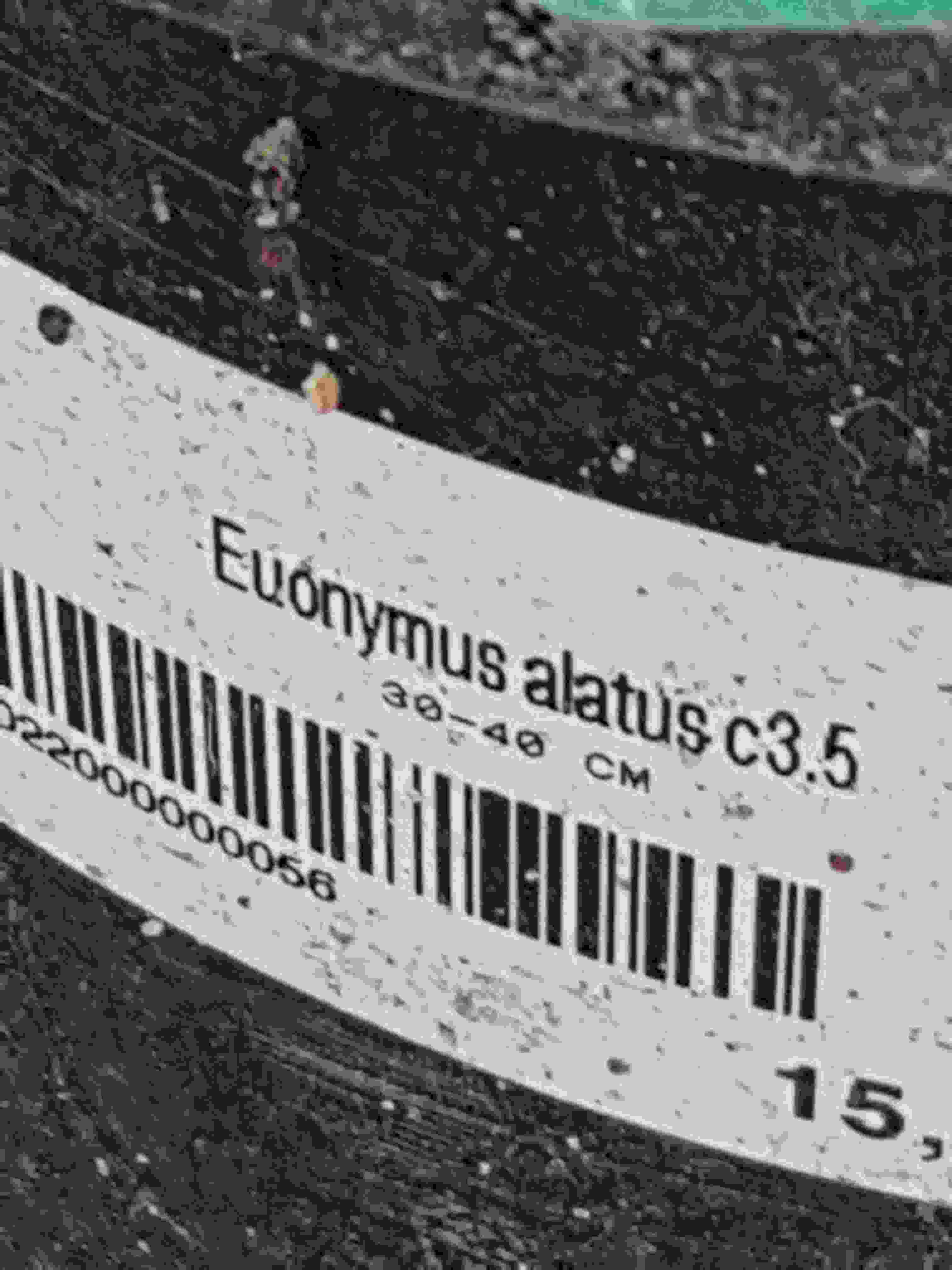 euonymus alatus.1.20220930_172635_001.jpg